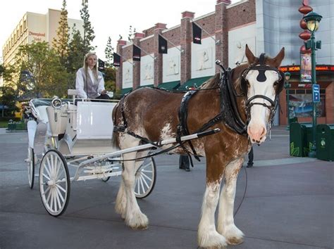 Romantic Carriage Rides for Valentine’s Day in the Downtown Disney ...