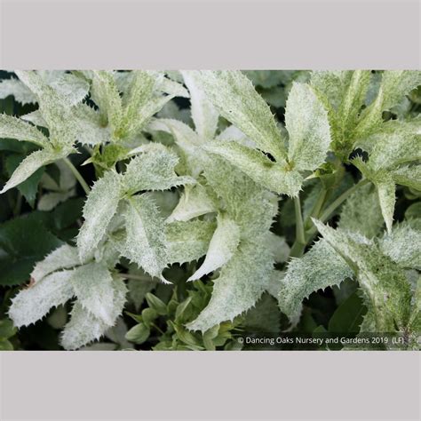 Helleborus argutifolius Variegated Seedlings, Corsican Hellebore – Dancing Oaks Nursery and Gardens