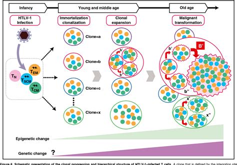 Figure 6 from Adult T-cell leukemia: molecular basis for clonal expansion and transformation of ...