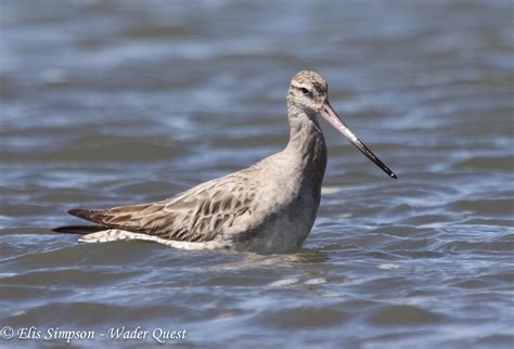 Wader Quest: The incredible E7 Bar-tailed Godwit - Record breaking migration flight.