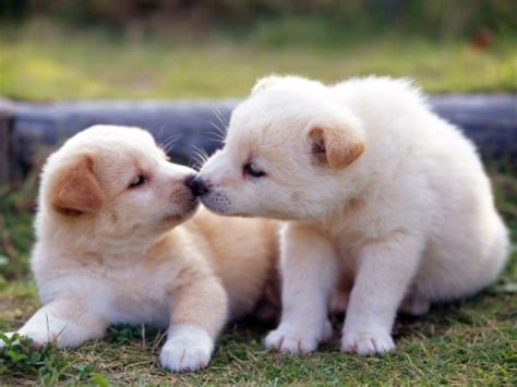 Free Download Cute Baby Animal Wallpapers Baby Animals - Cute Dog Hd ...