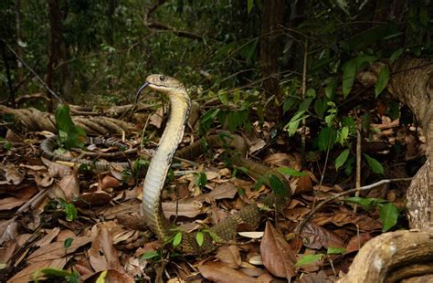 10 Most Remarkable Animals in Thailand (with Photos) - WildlifeTrip