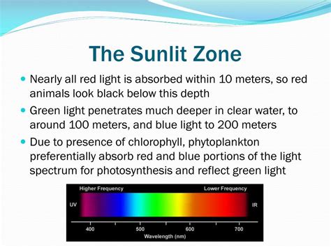 PPT - Zones of the Open Ocean PowerPoint Presentation, free download - ID:2274008