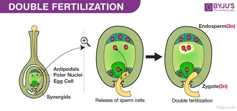 Double Fertilization - Process & Significance Of Double Fertilization