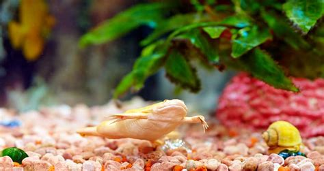 Albino African Clawed Frog Care Sheet: Diet, Habitat & More