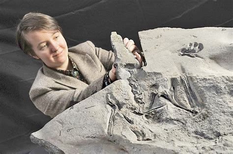 ‘Superbly preserved’ pterosaur fossil unearthed in Scotland | Borneo Bulletin Online