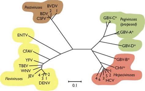 Flaviviridae | Basicmedical Key