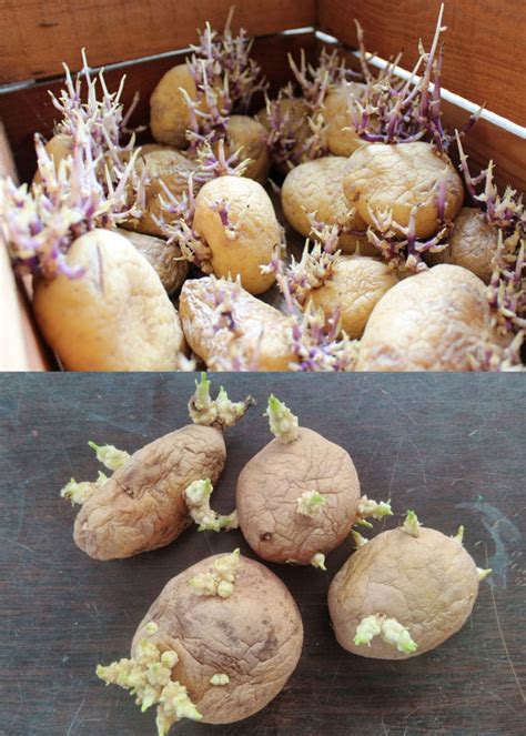 Grow Potatoes in Containers & Bags: 8 Best Secrets! - A Piece Of Rainbow