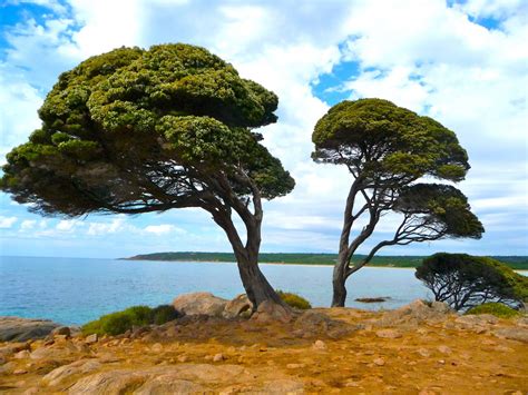 Free Images : beach, sea, coast, tree, nature, rock, ocean, wood ...