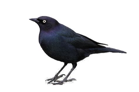 Songbird Common Blackbird PNG Picture - PNG All