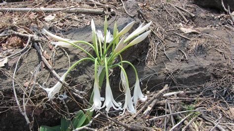 African Plants - A Photo Guide - Crinum crassicaule Baker