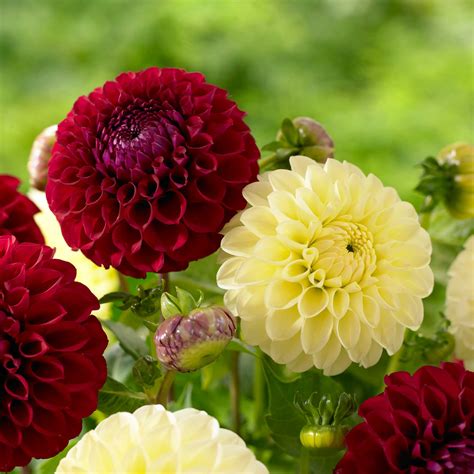 Know Your Dahlias: Flower Styles and Sizes - Longfield Gardens