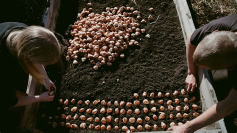 How To Plant Your Fall Bulbs