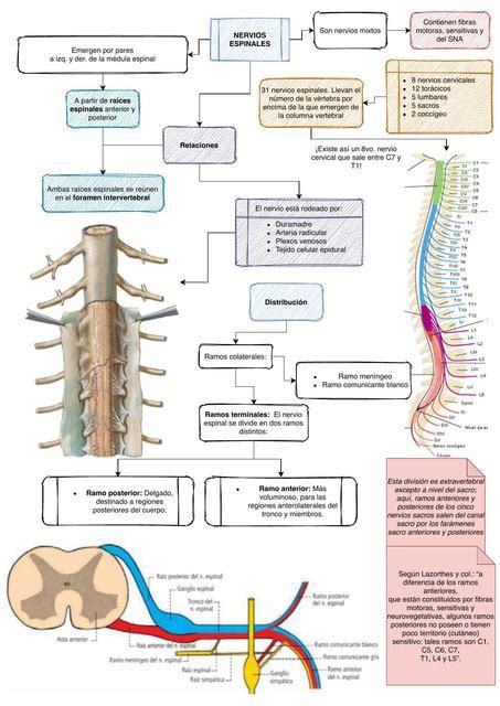 Nervios espinales | Jonas Isaias Del Angel Diaz | uDocz