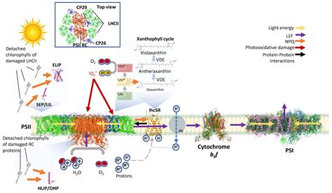 IJMS | Free Full-Text | LHC-like Proteins: The Guardians of Photosynthesis