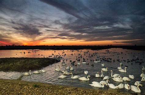 WWT Welney Wetland Centre - 2020 All You Need to Know Before You Go (with Photos) - Welney ...