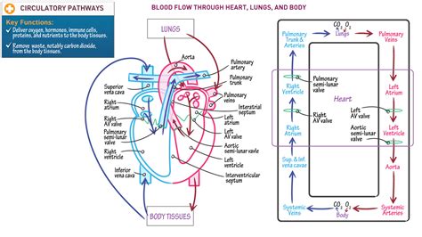 Blood Flow Through Heart And Lungs Diagram