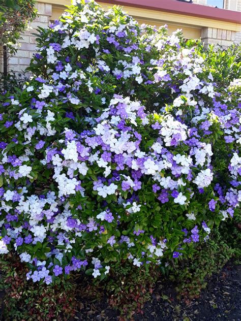 Brunfelsia latifolia - yesterday today tomorrow plant - Garden Variety