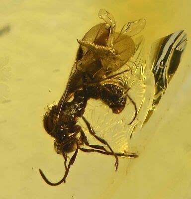 Detailed Wasp with Nematocera, Fossil Inclusion in Dominican Amber | eBay