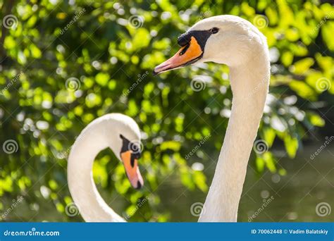 Two swans in heart shape stock photo. Image of river - 70062448