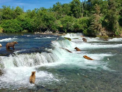 Live Webcam of Bears at Brooks Falls - Review of Brooks Falls, Katmai ...