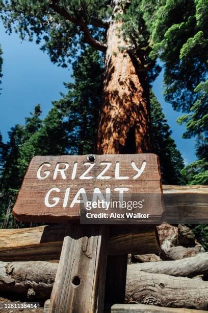 59 Grizzly Giant Sequoia Stock Photos, High-Res Pictures, and Images ...