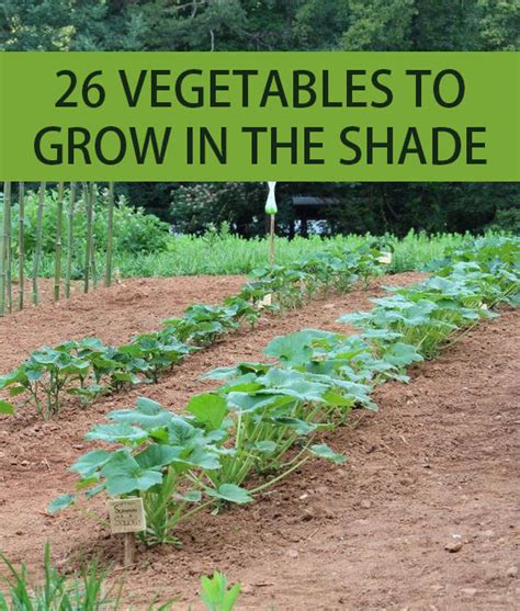 26 Vegetables To Grow In The Shade