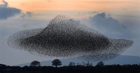 Une vidéo d'une merveilleuse murmuration d'étourneaux | Étourneau, Photo animaliere, Belle photo