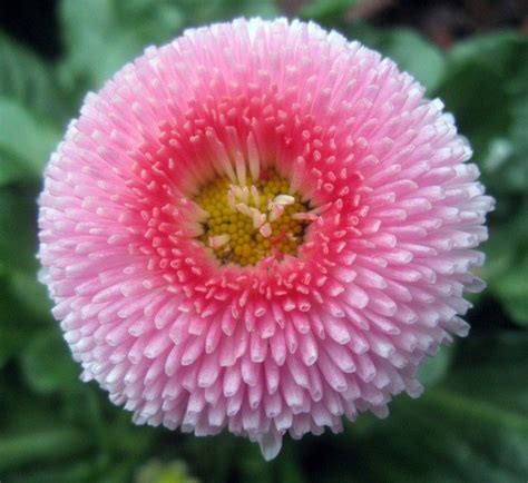 Bellis perennis - Perennial & Biennial Seeds at seedarea | Flower seeds, Flowers perennials ...