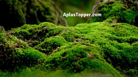 Types of Moss | List of Top 10+ Different Types of Moss Around The World - CBSE Library