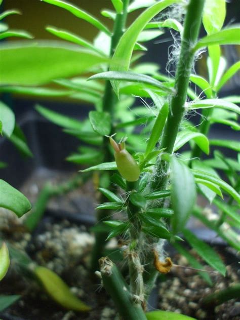 Newly grafted ariocarpus scion onto pereskiopsis rootstock | Grafting, Grafted cactus, Seedlings