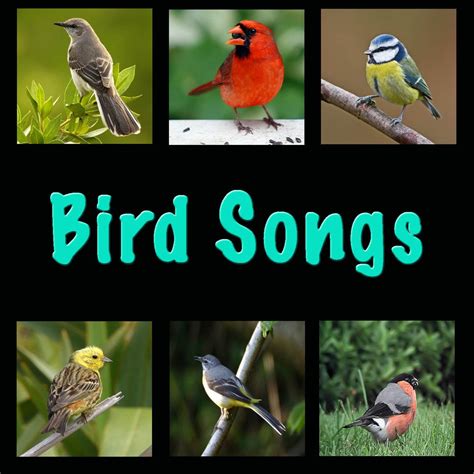 ‎Bird Songs - Album by Birds - Apple Music