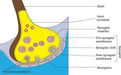 613 Axon Terminal Synapse Images, Stock Photos, 3D objects, & Vectors ...