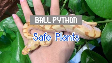 17 Safe Live Plants For Ball Python Habitats - ThePetEnthusiast