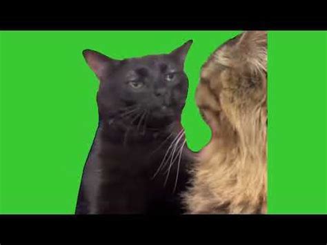 Cat Zoning Out meme Green Screen - Video Download MP4