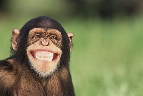 Why Do Some Animals Look Like They Are Laughing?