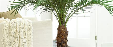 Indoor Palm Trees | The Tree Center™