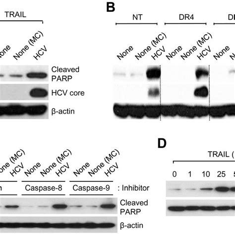 (A) Western blot analysis of Bax and cleaved caspase-8, caspase-9, and... | Download Scientific ...