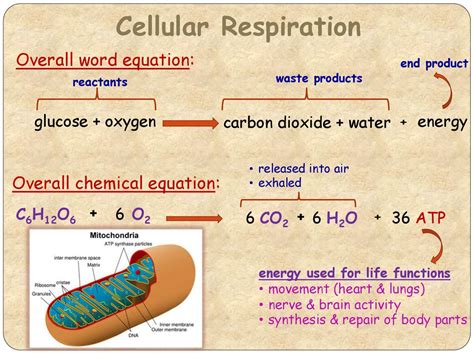 Word Equation For Respiration