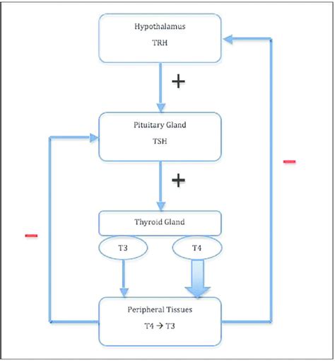 Hypothalamic Pituitary Thyroid Axis Diagram