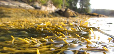 A Fish Called Rockweed | Hakai Magazine