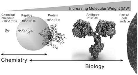 Anticancer potential of bioactive peptides from animal sources (Review)