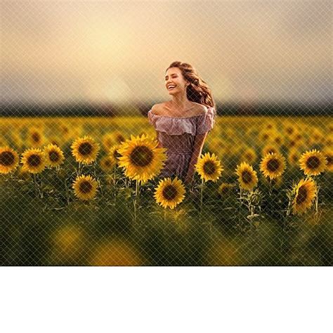 Sunflower Field Digital Backdrop – Rays – Squijoo.com