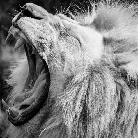 Premium Photo | Lion roar roaring lion close up of a lion roaring