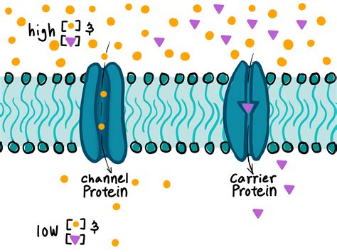 2 Examples Of Facilitated Diffusion