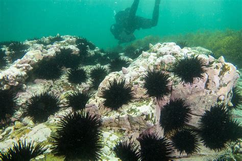 The long-spined sea urchin — Tasmanian Conservation Trust