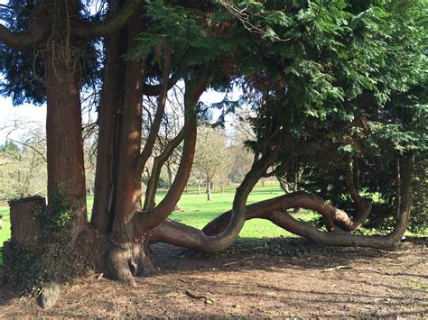 Exploring trees and sculptures at Bute Park Cardiff - Cardiff Mummy ...