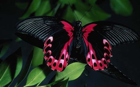 🔥 Free download PINKBLACK BUTTERFLY wallpaper [1440x900] for your ...