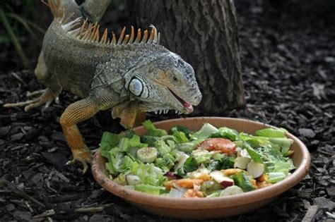 Iguana Care, Iguana Food - Click to Learn More