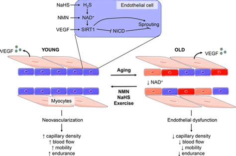 Sirtuins and NAD+ in the Development and Treatment of Metabolic and Cardiovascular Diseases ...